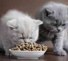 Сува храна за стерилизирани мачки