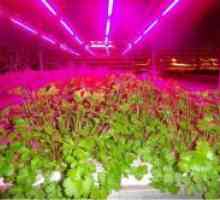 LED светла за садници