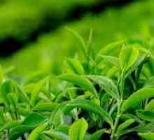 Својства на зелениот чај