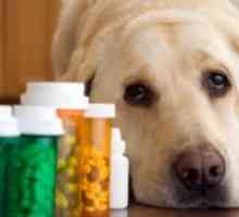 Таблети од црви за кучиња