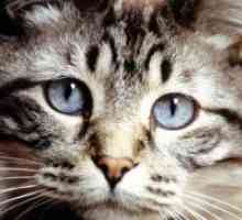 Токсокаријаза во мачки