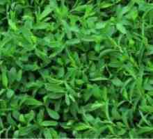 Трева knotweed - примена