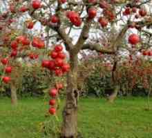 Ѓубрива за јаболко есен