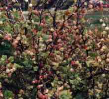 Грижа цариградско грозде есен - подготовка за зима