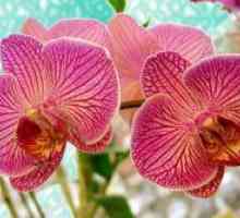 Грижа за орхидеи зима