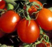 Ultrarannie сорти домати