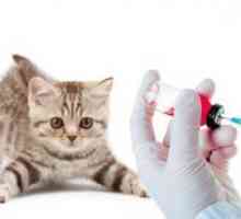 Вакцините за мачки