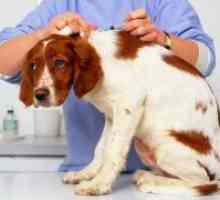 Вакцините за кучиња