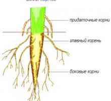Видови на корени и видови на корен системи