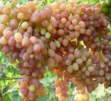 Грозје грозје "сончева"