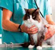 Вирусни перитонитис мачки