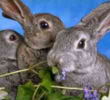 Витамини за зајаци