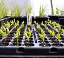 Расте пиперки со ефект на стаклена градина