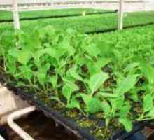 Одгледување на зелка садници