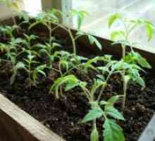 Расте домати садници