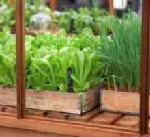 Одгледување на зеленчук во стаклена градина