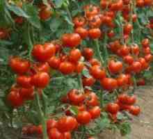Високи сорти на домати за оранжерии