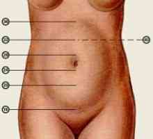 Висината на матката за време на бременоста