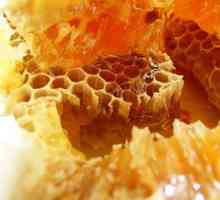 Zabrus пчела, структура, корист и штета, употребата на