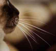 Зошто мачка мустаќи?