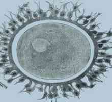 Женски репродуктивни клетки