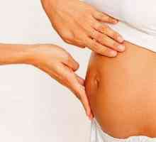 Утробата 15 недели на бременост