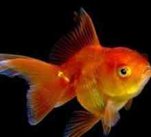 Злато риба аквариум