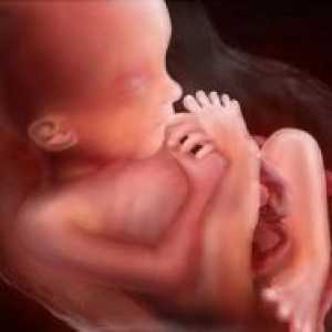 19 Недели од бременоста - локацијата на фетусот
