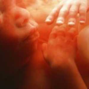 22 Недели од бременоста - феталниот развој