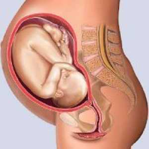 30 Недели од бременоста - феталната големина