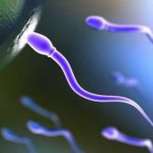 Агрегација на сперматозоидите