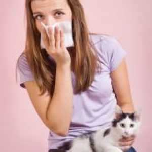 Алергични на мачки - Симптомите