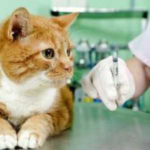 Антибиотици за мачки