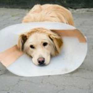 Атопичен дерматитис кај кучињата