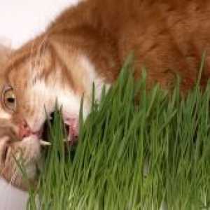 Недостатокот на витамин кај мачките
