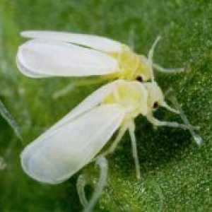 Whitefly во стаклена градина - методи на борба