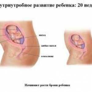 20 Недели од бременоста - феталниот развој