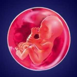 Бременост недела 21 - феталниот развој