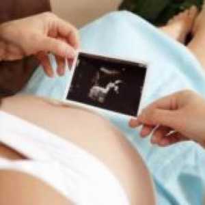 Бременост 26 недели - феталниот развој