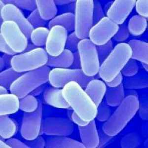 Bifidobacteria и лактобацили