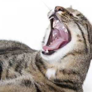 Заболување на непцата во мачки