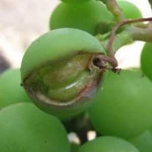 Болести и штетници на грозје
