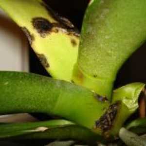 Болести Phalaenopsis орхидеи