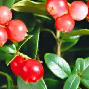 Lingonberry - лековити својства