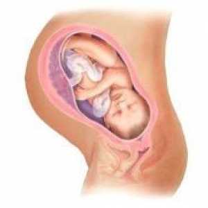 Цервикалниот канал за време на бременоста