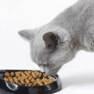 Што да се хранат еден британски мачка?