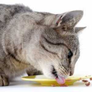 Што да се хранат кастриран мачка?