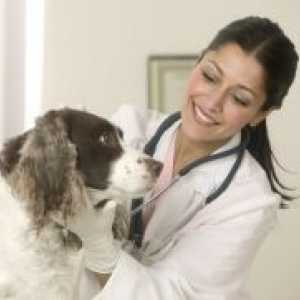 Отколку за лекување на кашлица кај кучињата?