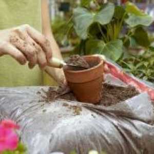 Како да се оплоди кондензиран растенија дома?
