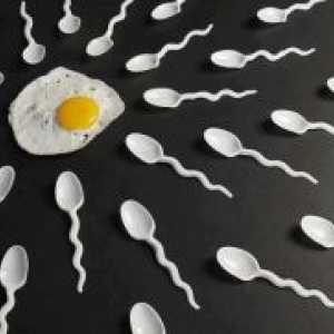 Како корисни машки сперма?